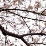 Japan Cherry Blossoms with plane by Bailey Gibson