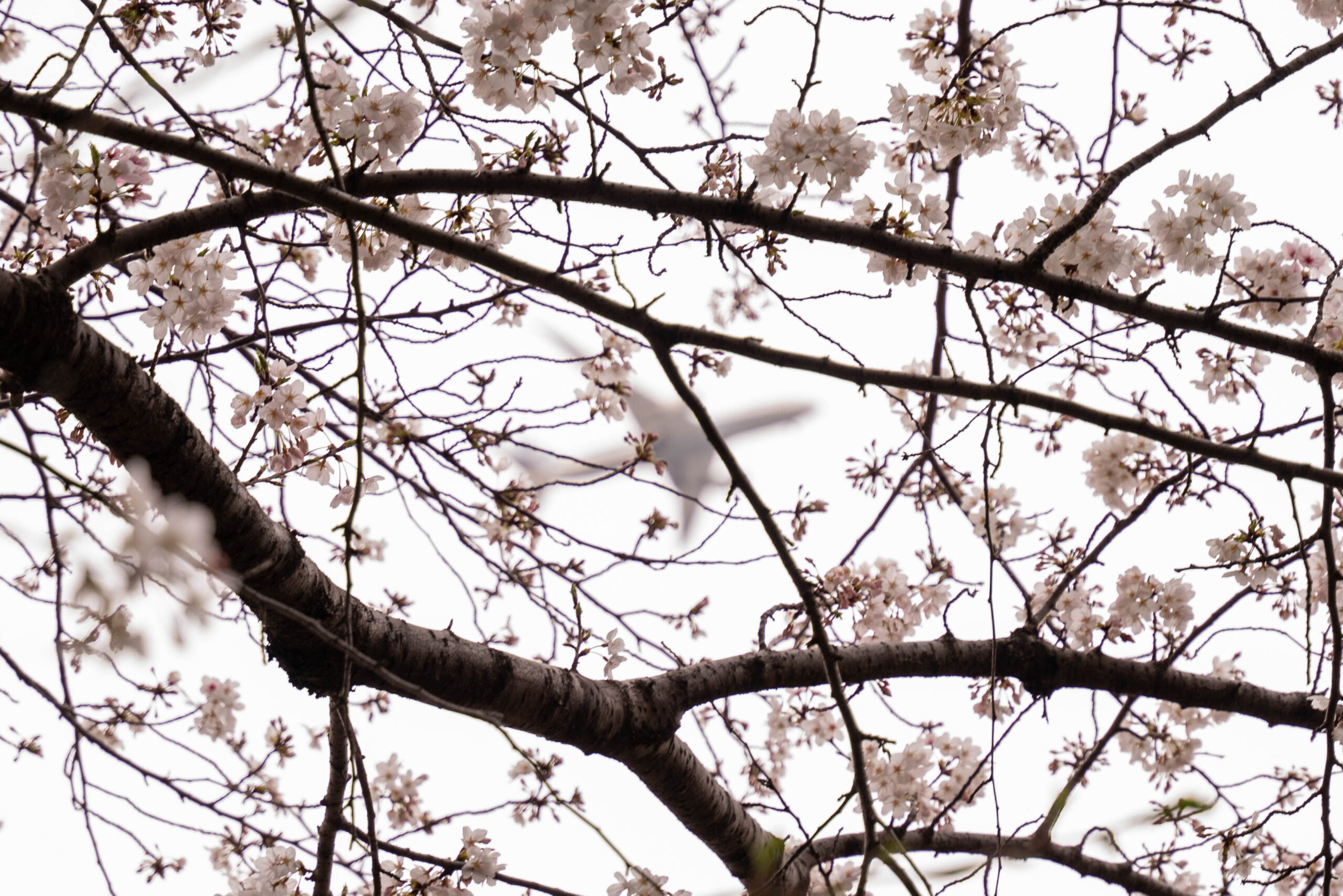 Japan Cherry Blossoms with plane by Bailey Gibson